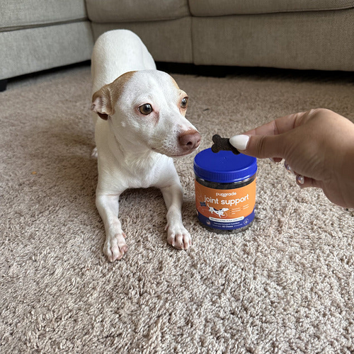 Small white dog being fed a joint support chew