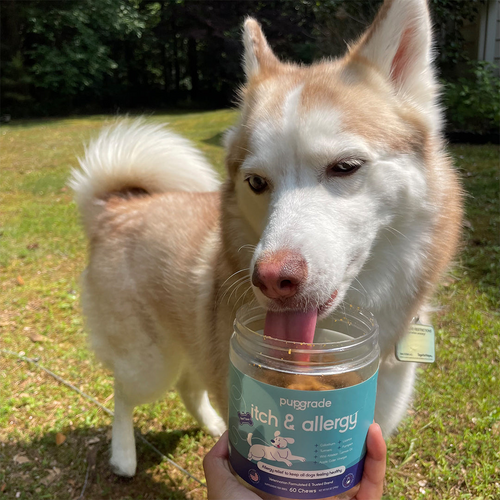Brown dog licking itch and allergy chews.