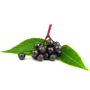Elderberry Powder