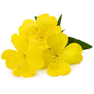 Evening Primrose Oil