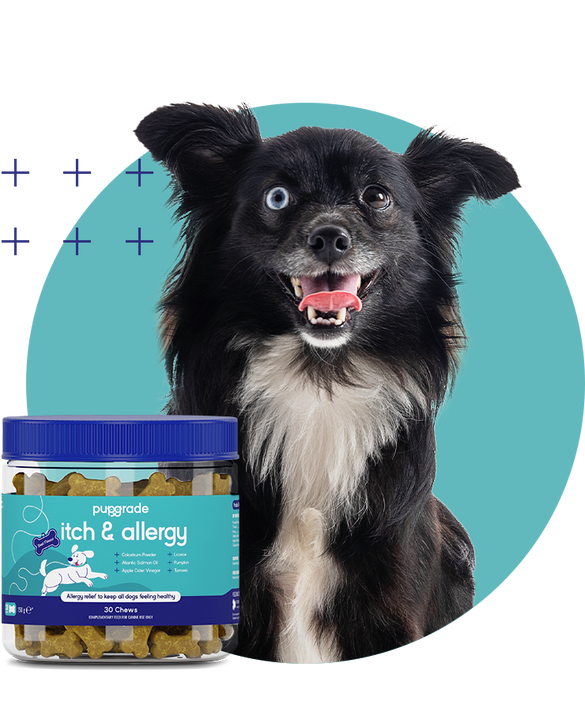 Dog with an Itch & Allergy Jar