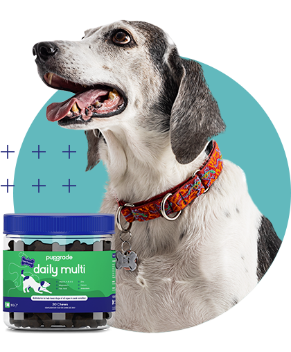 Dog with a Daily Multi Jar