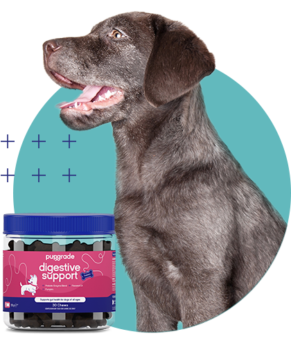 Dog with a Digestive Support Jar