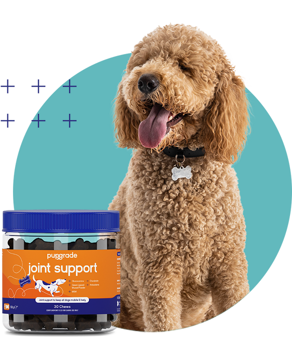 Dog with a joint support jar