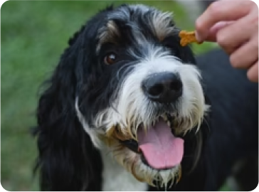 Customer review image