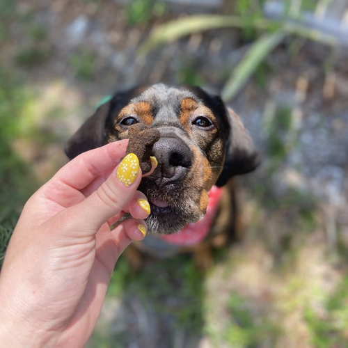 Brown dog being fed a joint support chew.