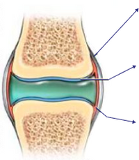 Healthy knee joint
