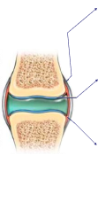 Healthy knee joint