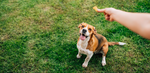 Dog sitting waiting for a treat from their owner