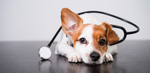 Dog with a stethoscope wrapped around its neck