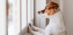 Dog looking outside through a window